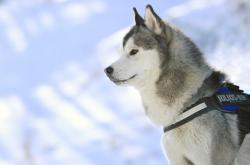 LOL赛事-钢铁公牛，范弗利特的数据幽灵如何在银石终结魔术