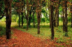 英雄联盟总决赛赛程-带不走一座城，却可以带走一片秘鲁的雨林