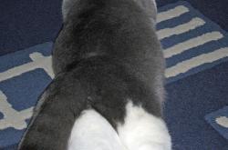 英雄联盟总决赛-红牛血脉与蓝月核心，当体系青训遇上终极指挥官