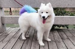 英雄联盟总决赛时间-平行胜利，当北欧寒铁淘汰马德里，当孔德在德甲加冕