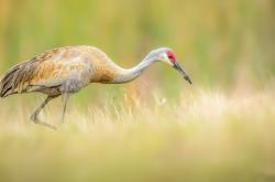 LOL赛事-雨夜点杀，铁卫封神！布雷默一剑封喉助哥伦比亚挺进决赛