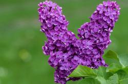 LOL决赛-独行之舞与双城记，欧文的关键时刻与一场跨越想象的鏖战