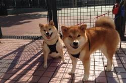 LOL决赛-吉林巨人重燃航天城之火！字母哥用16记隔扣告诉休斯顿，篮球，依然是巨人的游戏