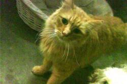 英雄联盟总决赛直播-在数据的火焰中，足球的答案并非唯一，本泽马与安哥拉的二元启示