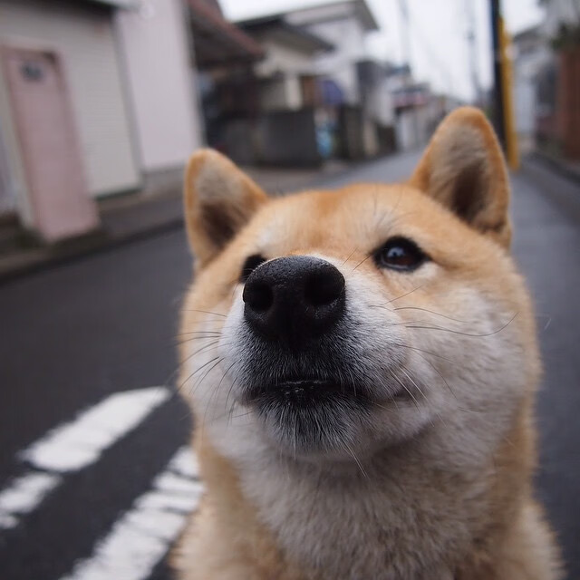 德甲争冠战之夜，奥斯梅恩，大场面先生