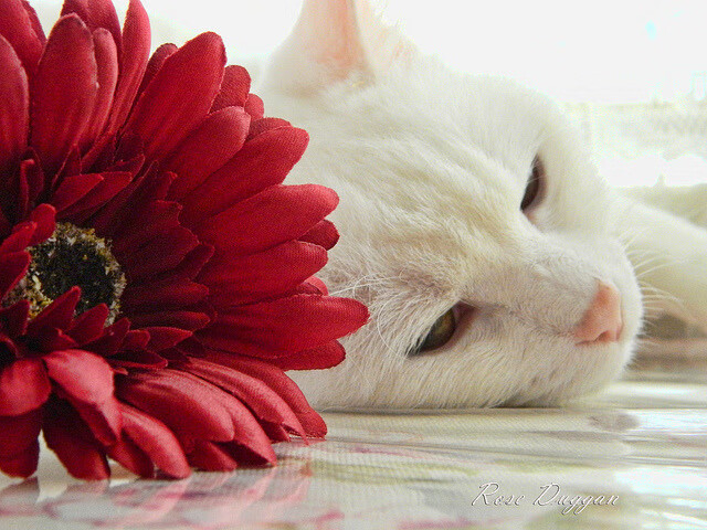 当东方雷霆席卷美职篮,恩比德的西甲德比启示录