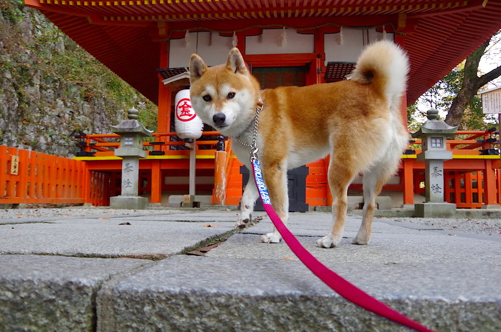 经典智慧逆转现代速度,努涅斯导演罗马式胜利