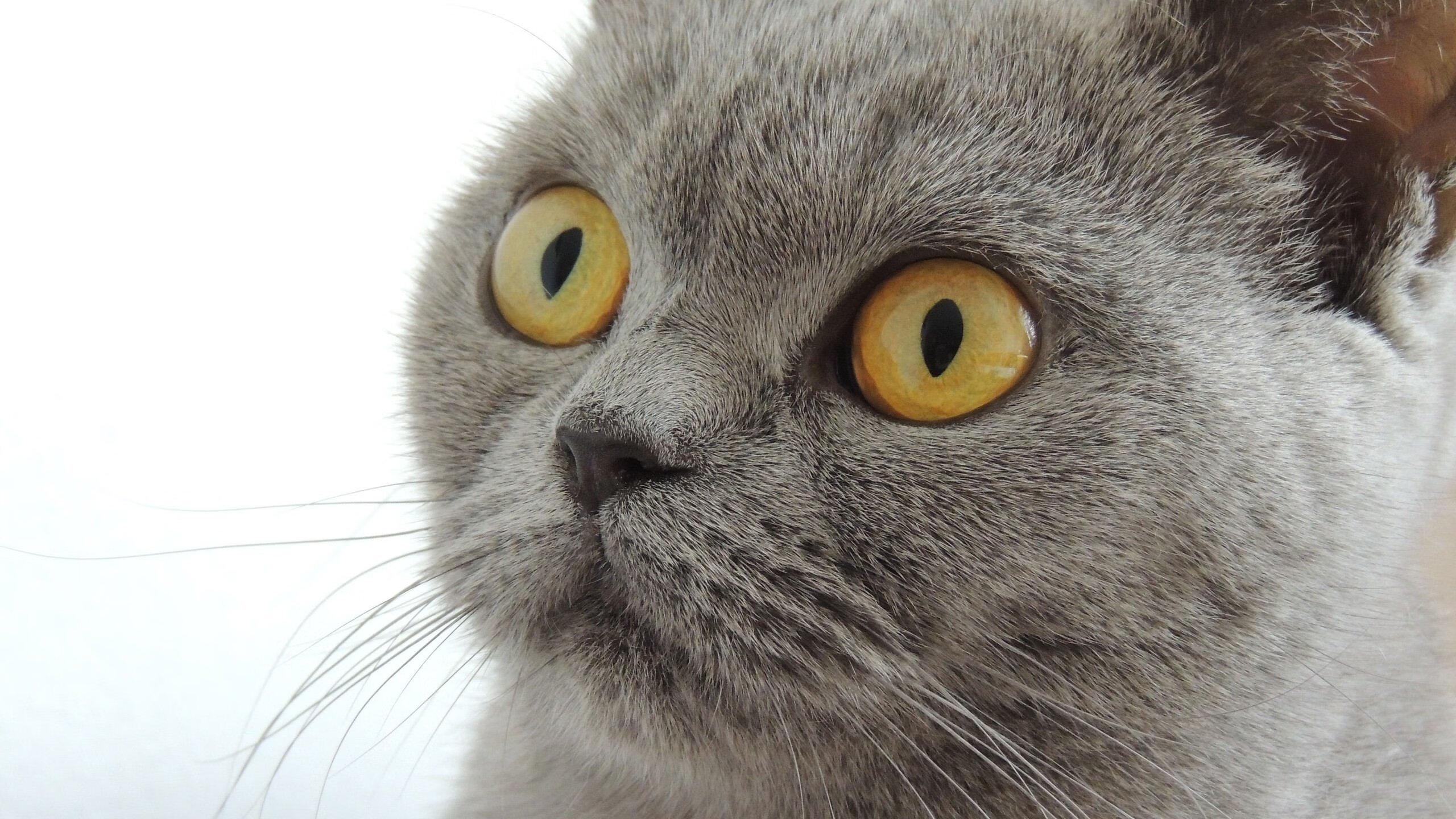 末节风暴!杜兰特化身绝境屏障,猛龙险胜鹈鹕抢占赛点