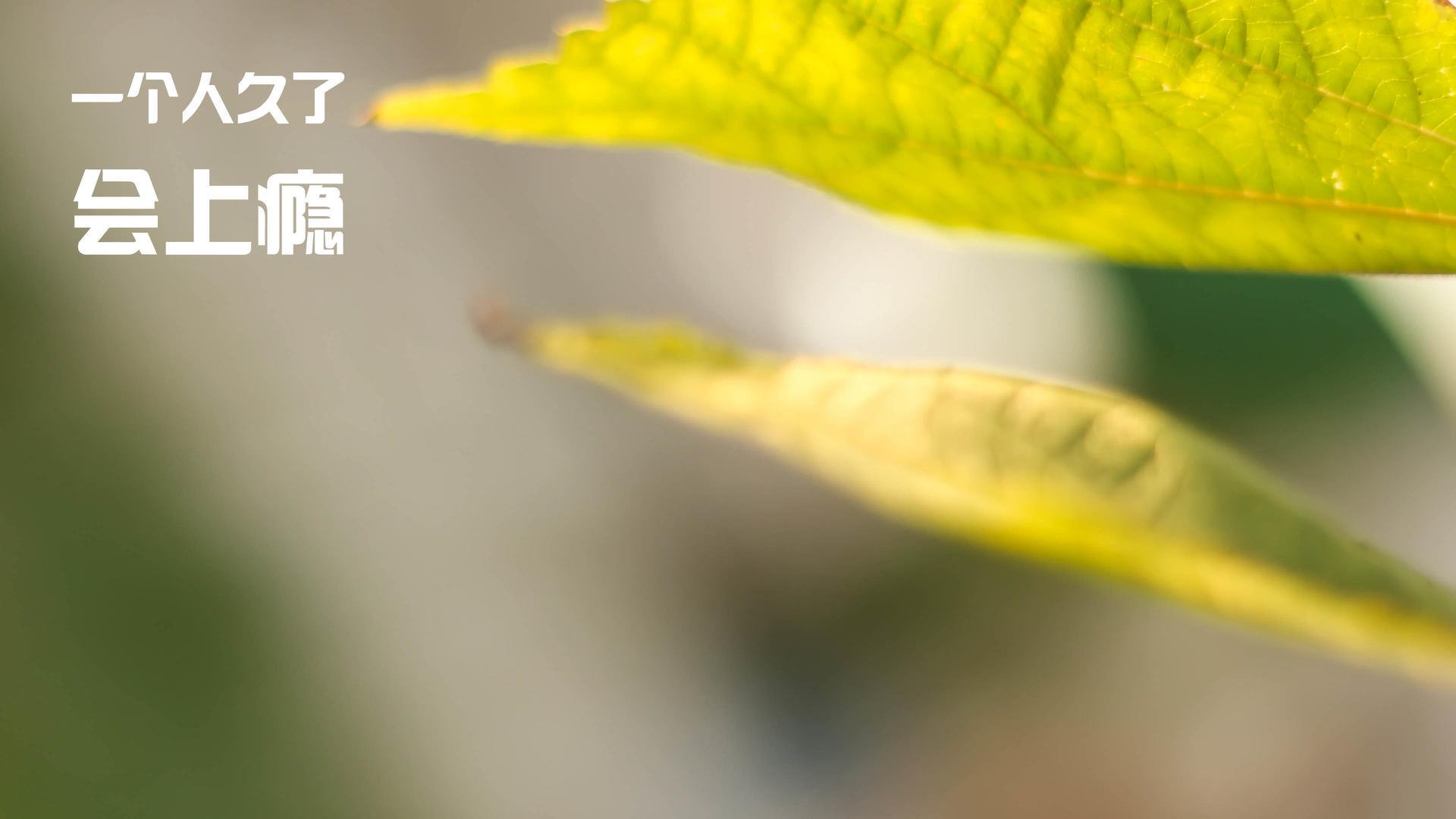 决战巅峰,阿坎吉在德甲争冠夜的焦点传奇