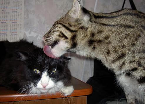 利拉德49分血洗金州，琼斯0.8秒绝杀！鹈鹕115-114撕裂勇士