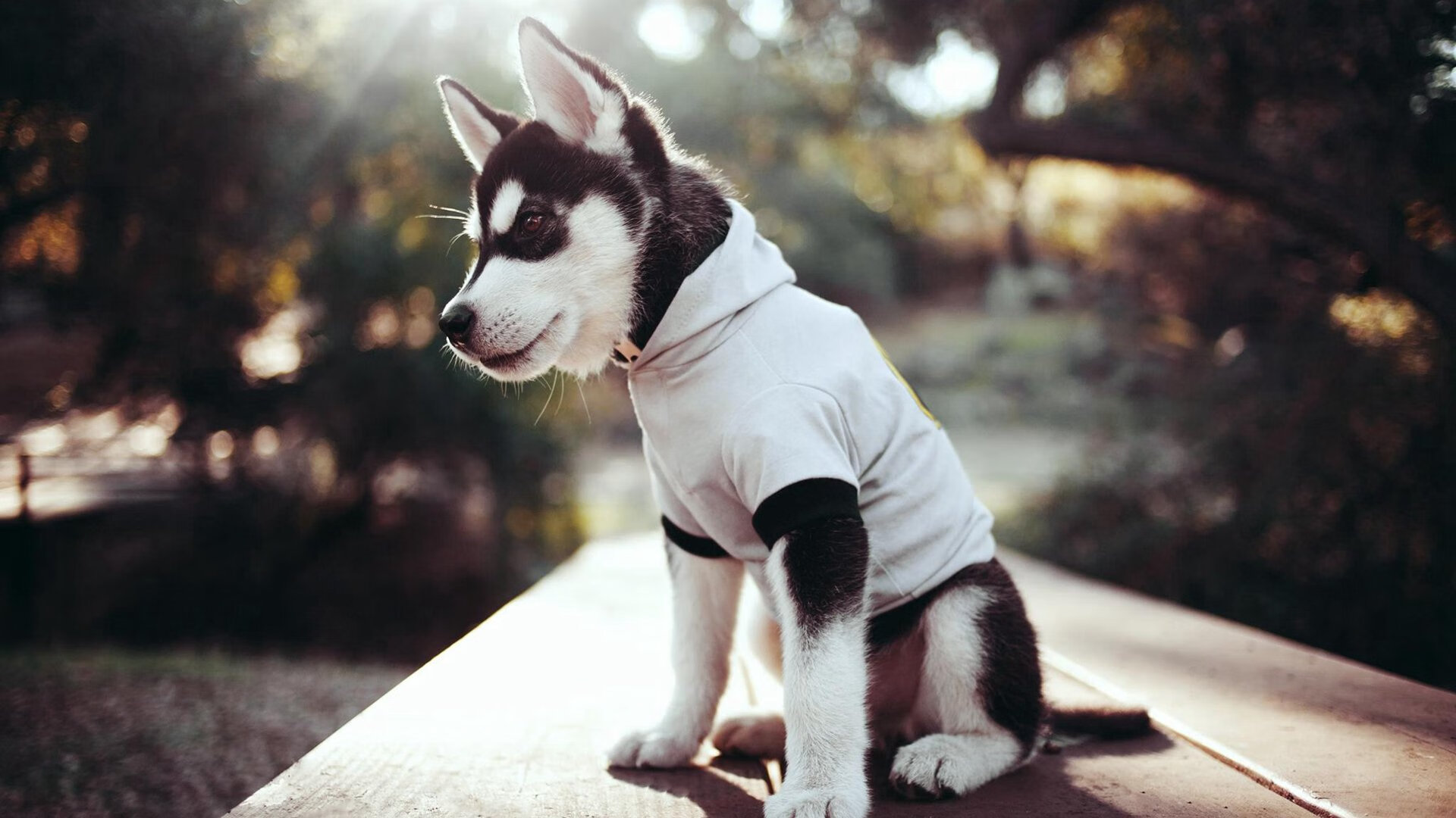 冷雨夜的热血反扑,黄蜂用团队铁壁围剿MVP,掘金主场不败金身告破