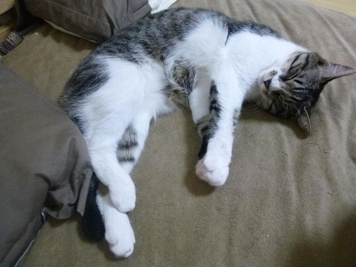 南美风暴席卷东欧铁骑，卢卡库一击定乾坤，厄瓜多尔完胜乌克兰