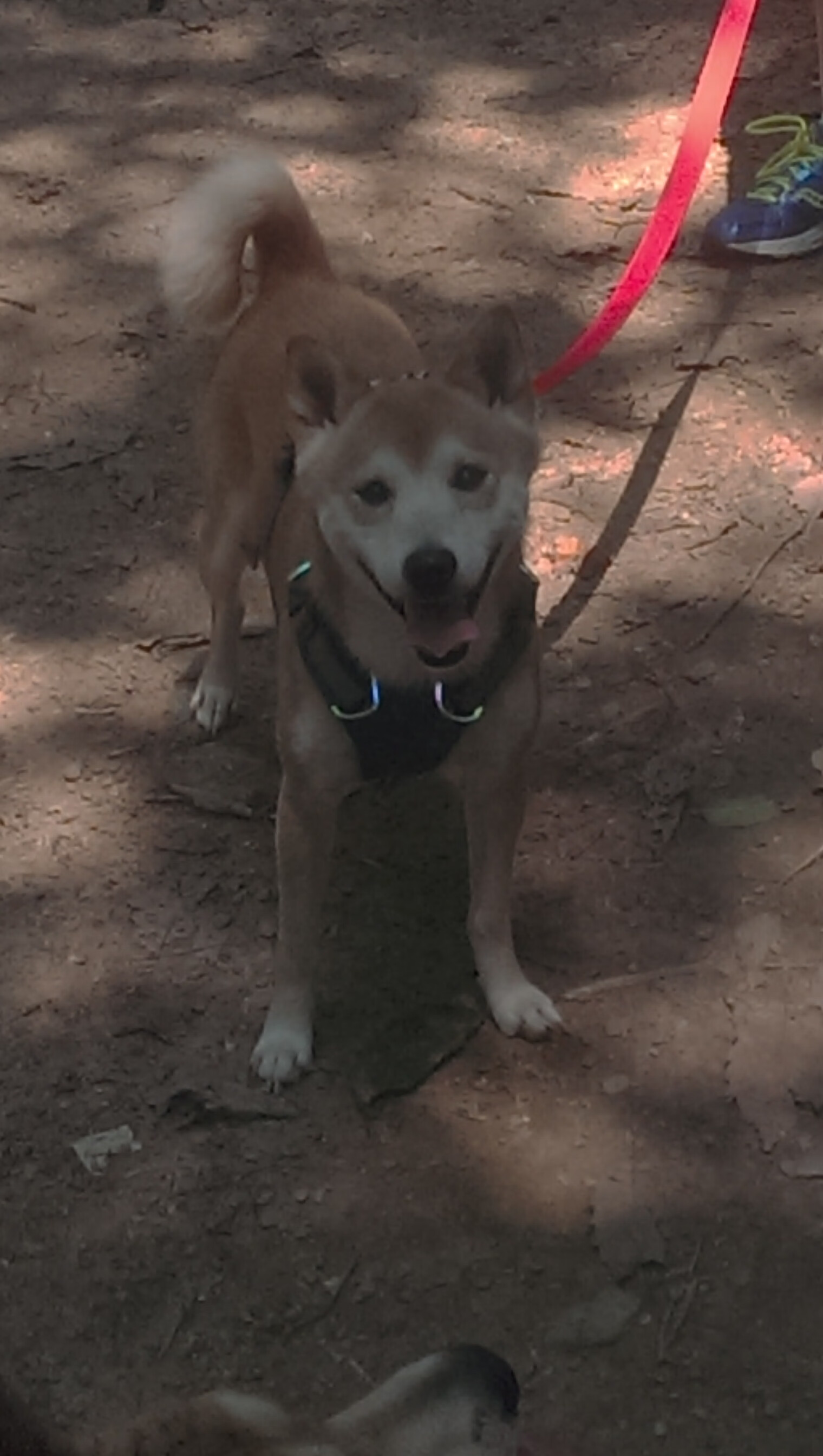 独一无二的孤星闪耀夜，西亚卡姆抢七的宇宙级表演