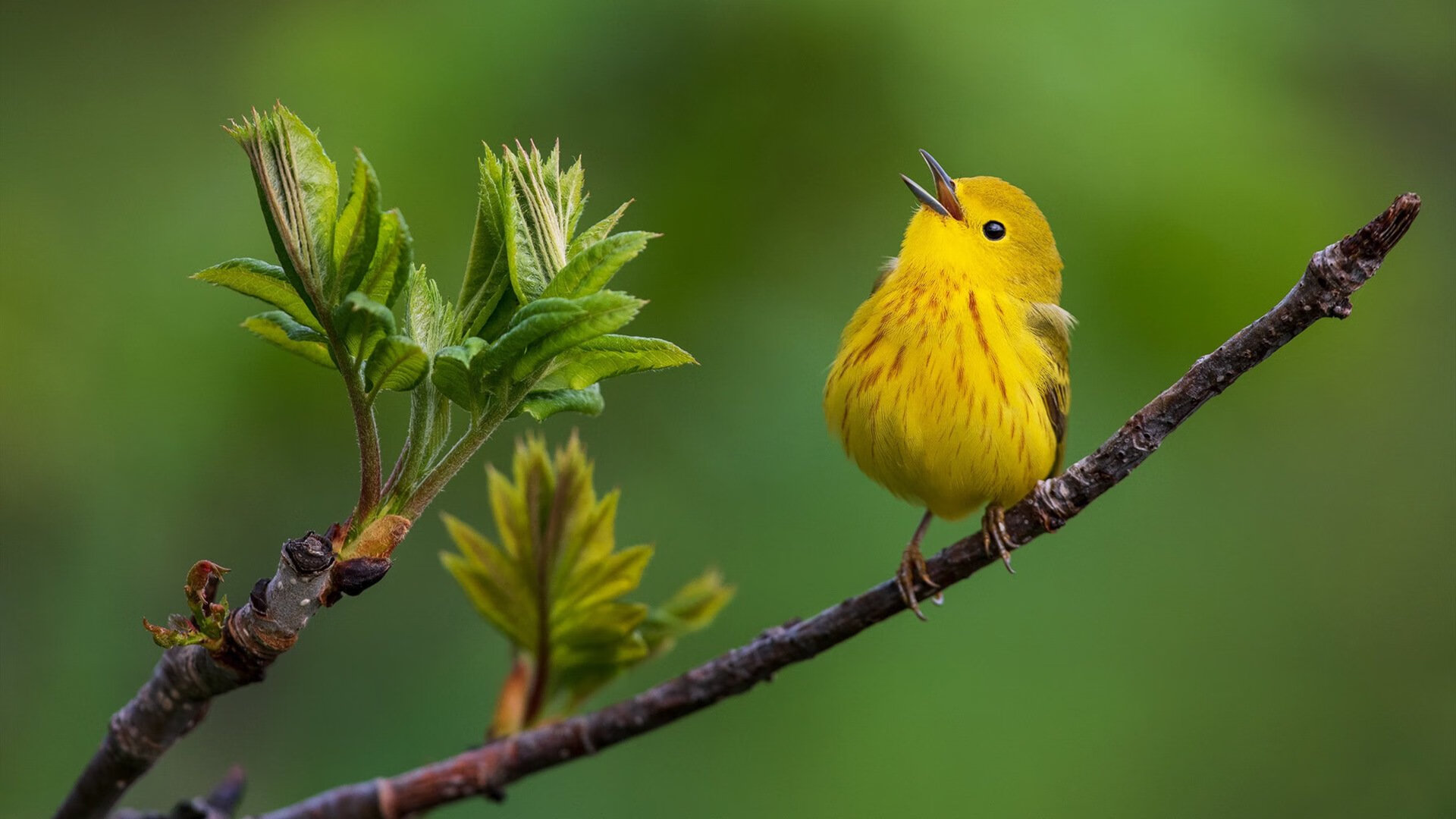 节奏的艺术,灰熊的编织与伦纳德的利刃