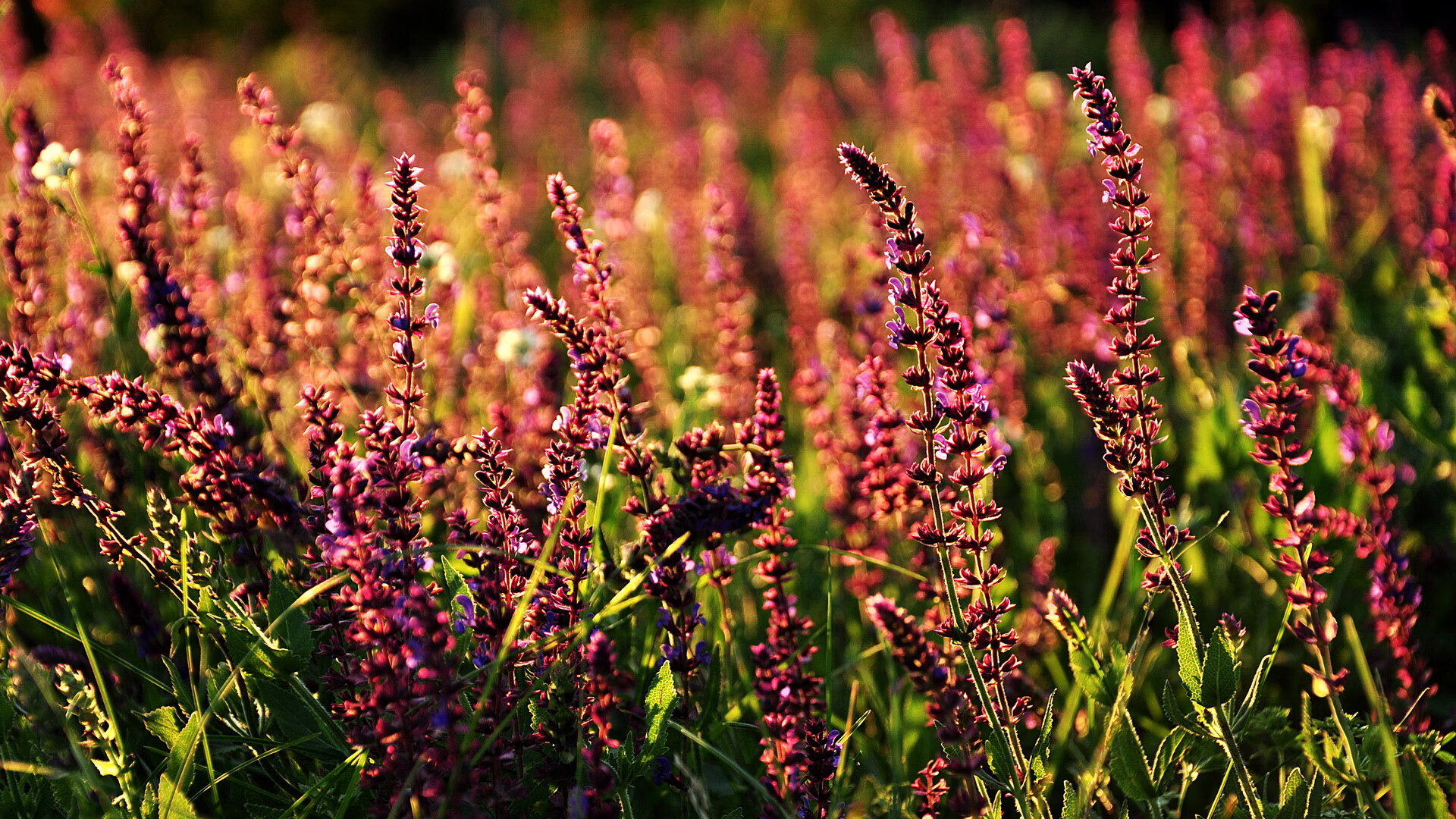 单节闪电战 vs 全场马拉松,马赫雷斯的阿尔及利亚风暴与莱奥的米兰式稳定输出