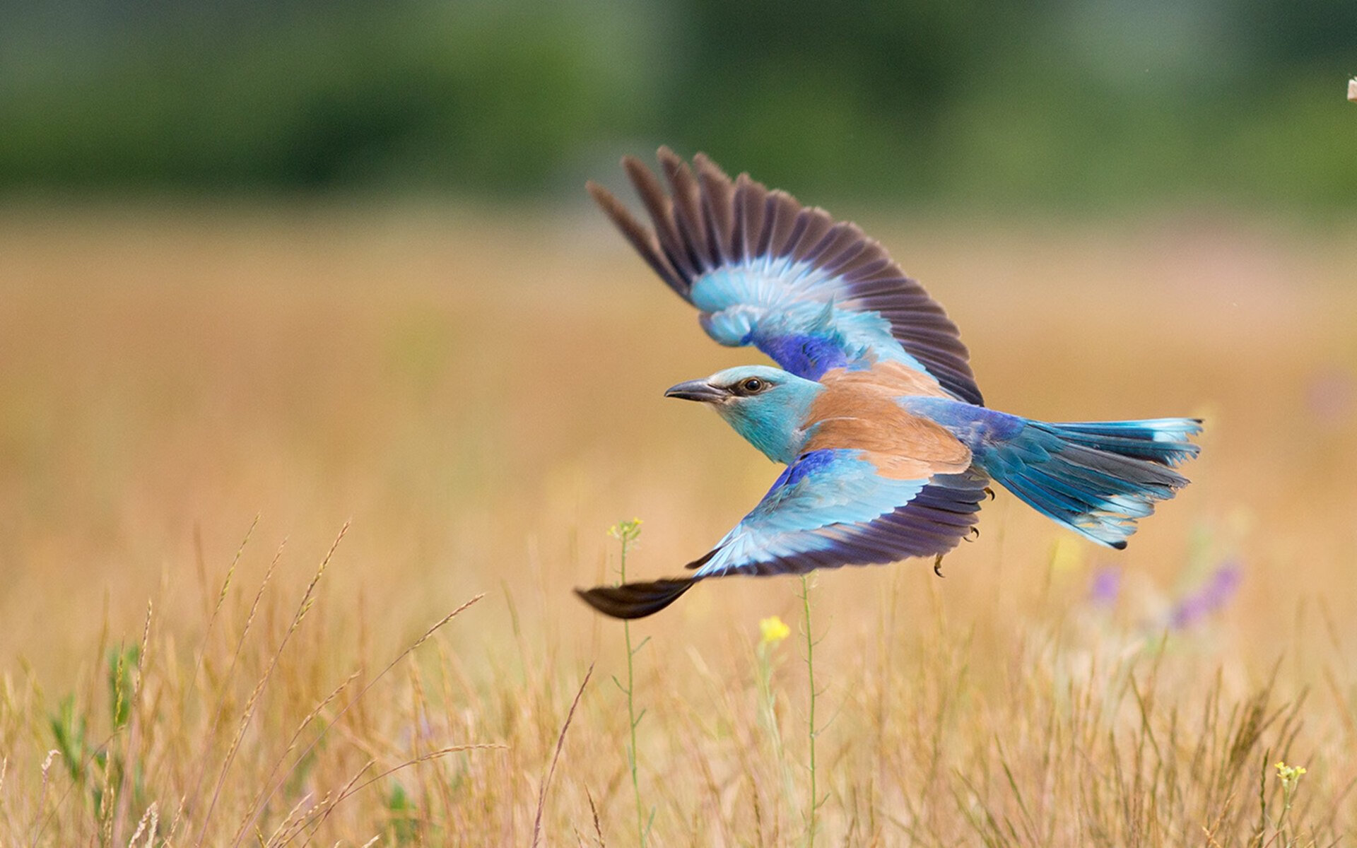 夜幕下的跨界星光,姆巴佩在F1街道赛之夜引爆全场