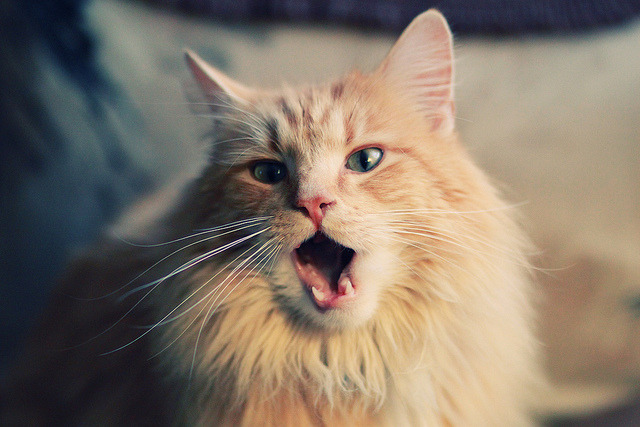 绿与黄的直接碰撞,当德甲争冠的命运握于一场阿尔及利亚与乌克兰的私人战争