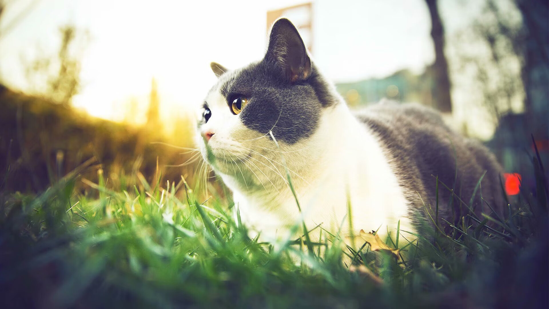 克莱三分雨浇灭鹈鹕反扑火苗,篮网碾压之势锁定胜局