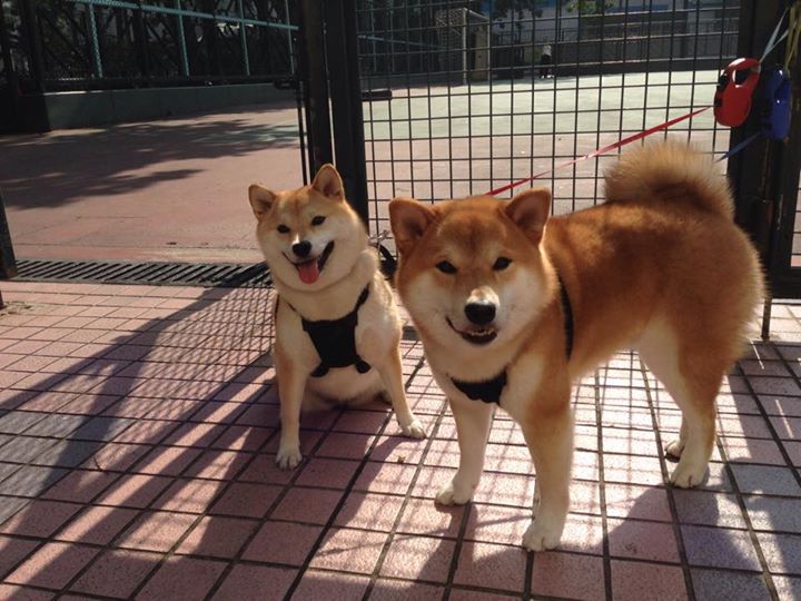 足球之美的两幅面孔,京多安的孤星闪耀与罗马的红色雷霆