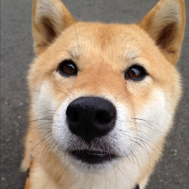 东决关键战焦点战启示，当沙特资本的血性拼图遇上阿森纳的足球信仰