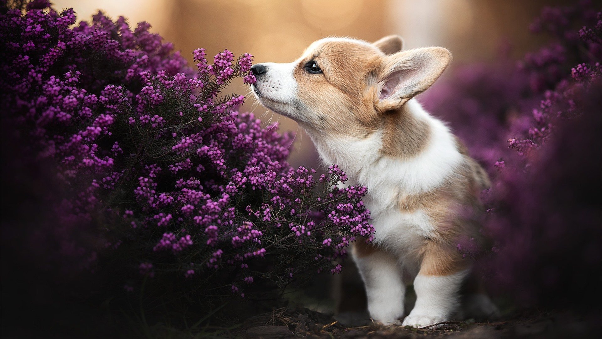 平行时空的王朝交锋，当萨克拉门托国王在总决赛斩落奥兰多魔术