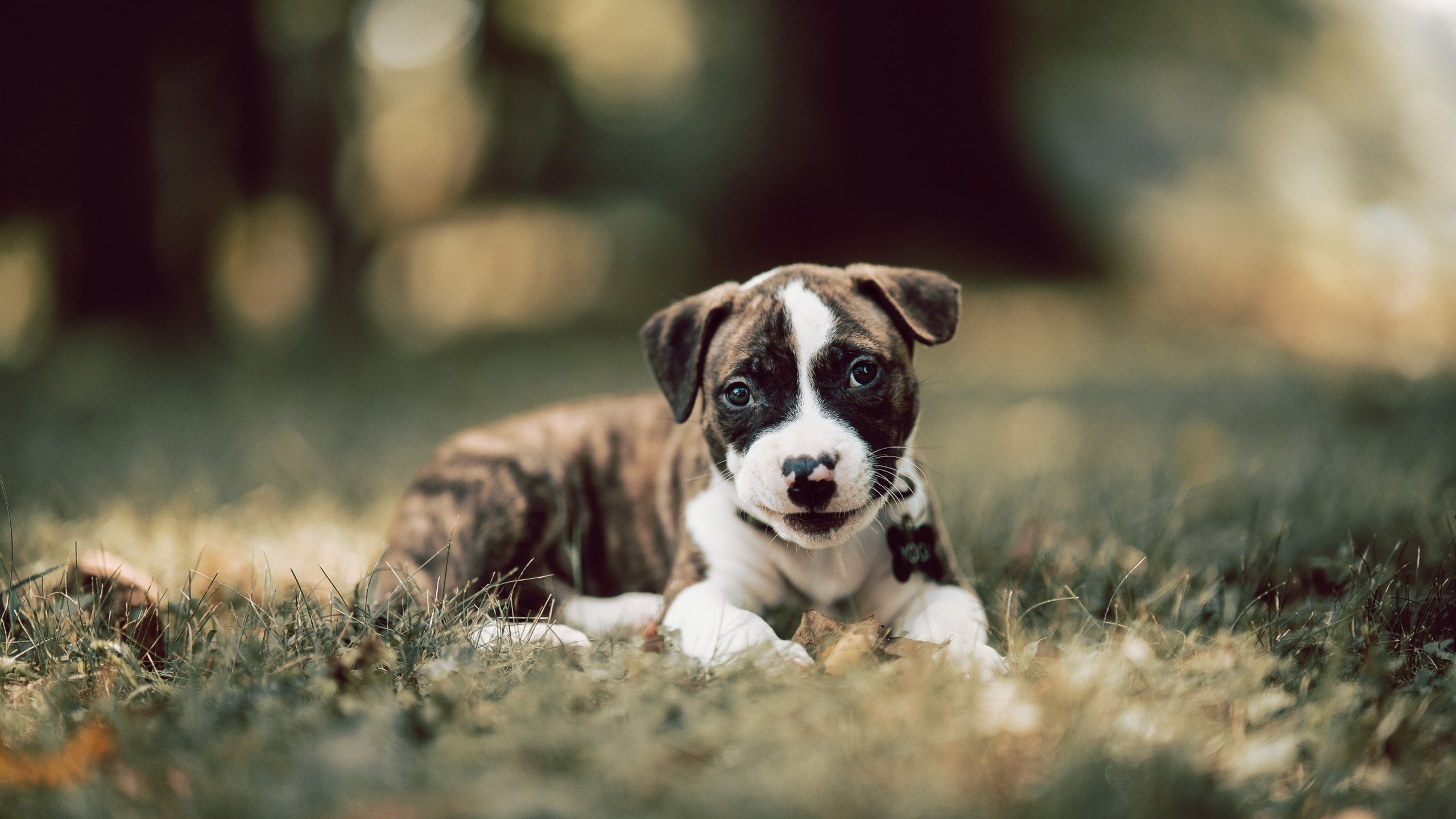三笘薰的奇幻之夜,埃及对阵波兰,日本天才一手掌控比赛走势