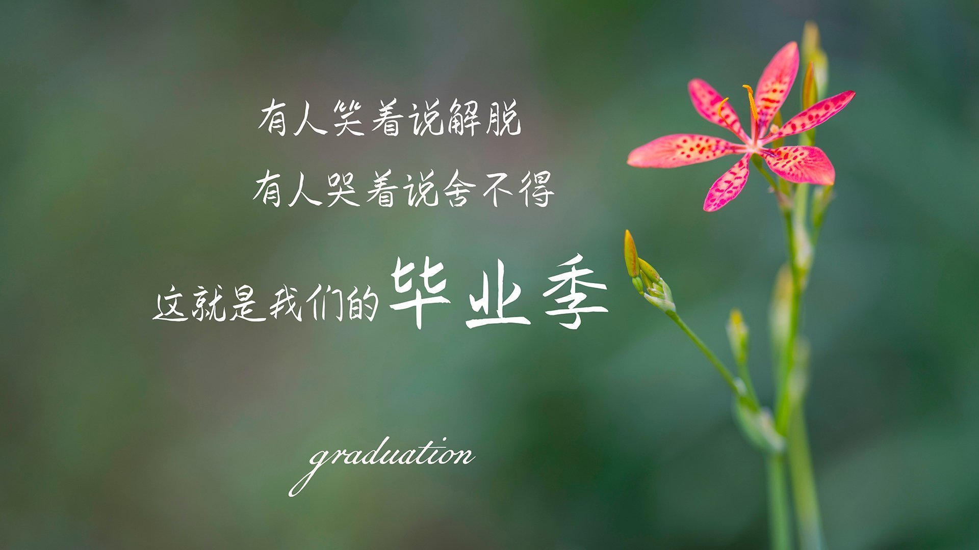 逆光之刃,当C罗在2026世界杯生死战为西班牙劈开历史