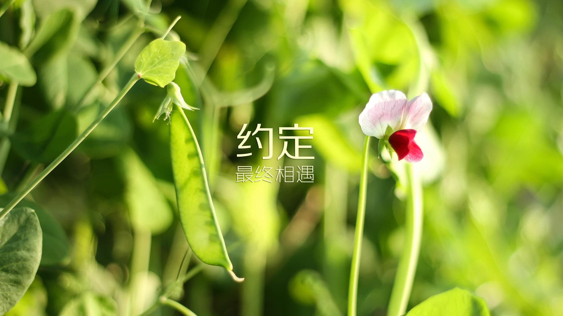 当唯一成为宿命,2026世界杯B组,泰国碰伊朗,莱万点燃的唯一火种